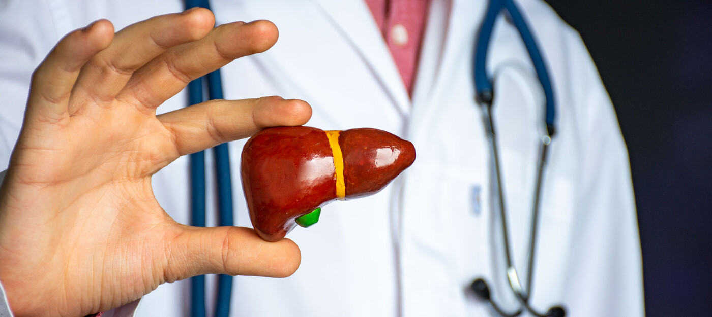 A close-up of a doctor's hand holding a model liver